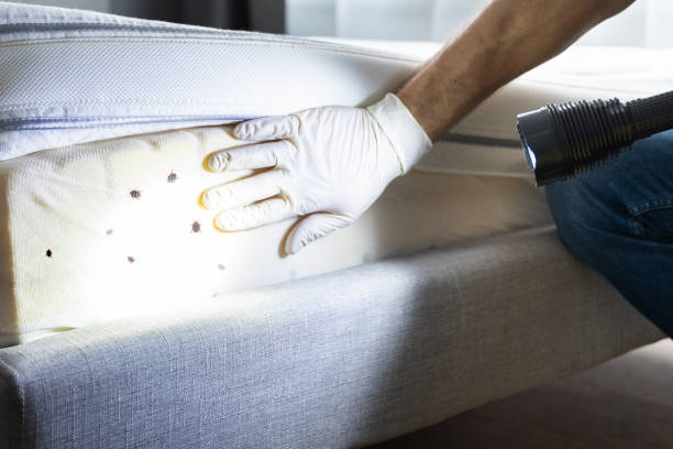 Best Wasp Removal Services  in Shorewood Forest, IN