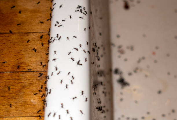 Best Mosquito Control Services  in Shorewood Forest, IN