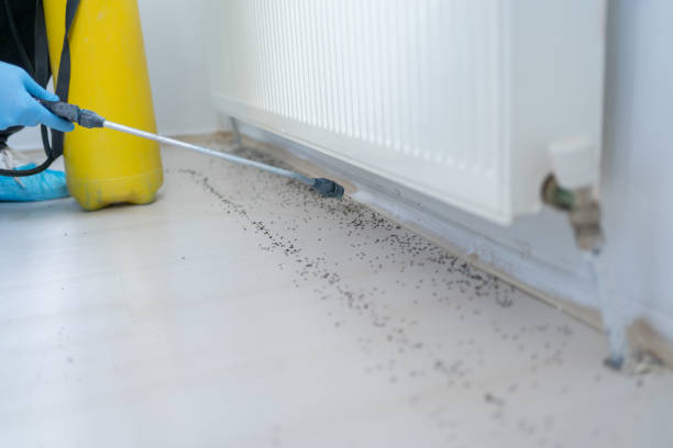 Best Ant Control Services  in Shorewood Forest, IN